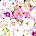 12628138_850789491698685_1915900976_a