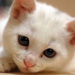 12328519_264828257183944_2060499172_a