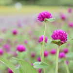 12142451_1635524923386353_2106789345_a