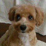 11248194_525801144236801_1690558698_a