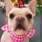 1172382_252364748436434_56865701_a