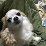 12783222_572251186273728_614917334_a