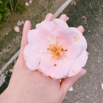 12816801_1686694121604276_1080289224_a