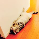 12545370_540648492777750_659322475_a