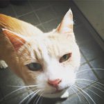 11280372_1581721325410302_384660076_a