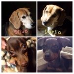 11375372_398262937045952_1025641794_a