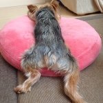 915688_682940305120851_1223747782_a