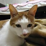 12751229_1562479204066030_1383144391_a