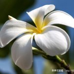 10949070_1554277558153893_1082075377_a