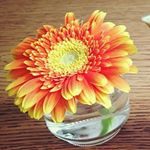 12905185_616247791857857_702209417_a