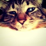 11330771_1483273615319601_88802160_a