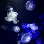 12269952_105718056464266_1260637004_a