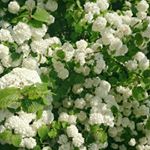 11850111_889813187762415_2057700443_a