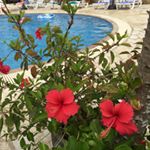 12224127_892632900833833_447581988_a