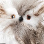 10914668_430612350435970_814356144_a