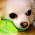 10691918_862257423809264_634210760_a