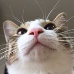 12424569_1066575680029618_824442431_a