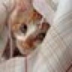 11375412_1491852824447755_39282016_a