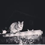 11348095_886560291409185_564493955_a