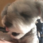 11007874_919566241421781_2052393523_a