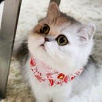 12523542_1087772734607643_1107640476_a