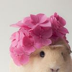 12965805_1072545262786925_1390945016_a