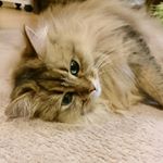 11850292_1164034863622905_1298076321_a