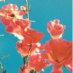 1742951_908075679216221_2018452850_a