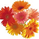 12918585_191070321283967_1814367489_a