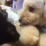 10598432_672222726203258_655920613_a