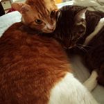 12530808_190205694685035_4732141_a