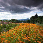 10914174_1515821412016638_743980440_a