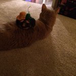 10601891_684707028287543_1353112750_a