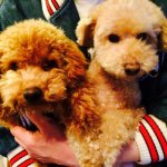 924765_1546744342243608_1983196082_a