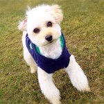 11352043_589292311213709_1827414419_a