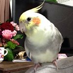 12407246_458911337643122_1680498104_a