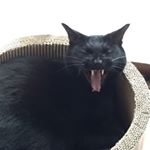 11925575_497665350392309_1029135660_a