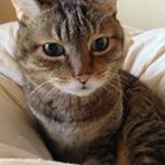 12748223_1063470847031131_1399854722_a