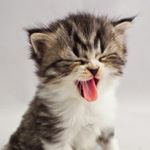 11910299_924079414332976_893926163_a