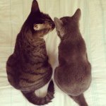 11374144_485109531652997_1347936907_a