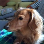 11024145_1591831954366310_481249774_a