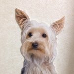 11856695_1018490848185413_227621959_a