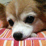 10747949_1404474206509519_1519861155_a