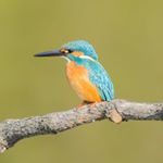 12748481_1000353726667627_501493162_a