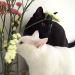 12912579_208146856230022_725569208_a