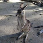 12081250_672707636162531_203823789_a