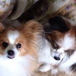 1169051_1797545253812649_748677888_a