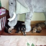 10424471_310081192489032_1591147216_a