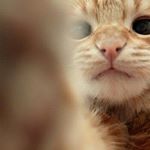 12568830_924392074305024_304432853_a