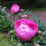 12627867_1684468555165719_538518632_a